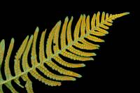 Fronde de Polypode face inférieure montrant les sores